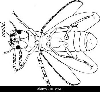 . Entomologie für medizinische Offiziere. Schädlinge und Insekten als Überträger von Krankheiten. 238 ENTOMOLOGIE FÜR VERTRAUENSÄRZTE weniger und haben rudimentäre Flügeldecken; andere {CantharincB) sind geflügelte und sind häufig auf Blüten. Cantharis vesicatoria ist die Blister - Käfer der B. S., aber viele andere Arten der Familie haben vesicant Eigenschaften. (B) TenebrionidcB. Eine große Familie von stumpf-farbigen Käfer, von denen mehrere sind alle in der ganzen Welt als äußerst destruktiv, gelagertes Korn und Mahlzeit bekannt. Die häufigste Art ist Tenebrio Molitor, deren Larven ist der bekannte Mahlzeit-Worm. Sowohl Larven und Erwachsenen Stockfoto