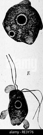 . Pathogene Mikroorganismen. Ein text-Buch der Mikrobiologie für Ärzte und Studenten der Medizin. (Auf Williams' Bakteriologie). Bakteriologie; pathogenen Bakterien. Abb. 179.- Trimasiigamceba Philippinensis. A, frühen Stadium der Abteilung o £ den Kern. Die polkappen sind immer noch durch eine Brücke tinited. Die äquatorialen Platte gebildet hat. B, normale Zyste. G, vegetative Form anzeigen tjie Kern und eine zweite chromatin Granulat (Split aus?). D, Flagellated Form zeigen, bleibt der rhizoplast zwischen dem Kern und der basalen Granulat. E, Flagellated Form mit pseudopodia. (Nach Whitmore.). Stockfoto