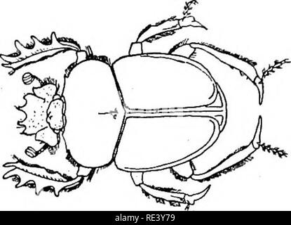 . Entomologie für medizinische Offiziere. Schädlinge und Insekten als Überträger von Krankheiten. 234 ENTOMOLOGIE FÜR MEDIZINISCHE Offiziere müssen hier erwähnt - große Käfer, von denen die bekannten Heiligen "Skarabäus" der alten Ägypter ist ein gutes Beispiel sein. Die Käfer dieser Familie sind zahlreiche in warmen Ländern. Sie haben die Gewohnheit des rollenden Mist in Kugeln mit ihren Füßen und Durchführung aus und begrub die Bälle. Fm. 99. - Skarabäus Käfer. für Lebensmittel; an der Zucht - würzen Sie größere Bälle für die Rezeption der Eier und die Ernährung der ausstellenden larvse Rollen. In Ländern, in denen die Straßen sind Stockfoto