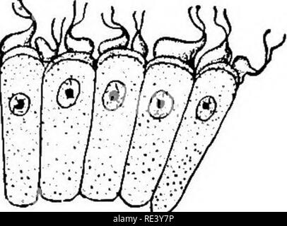 . Pathogene Mikroorganismen. Ein text-Buch der Mikrobiologie für Ärzte und Studenten der Medizin. (Auf Williams' Bakteriologie). Bakteriologie; pathogenen Bakterien. . Bitte beachten Sie, dass diese Bilder sind von der gescannten Seite Bilder, die digital für die Lesbarkeit verbessert haben mögen - Färbung und Aussehen dieser Abbildungen können nicht perfekt dem Original ähneln. extrahiert. MacNeal, Ward J., 1881-1946; Williams, Herbert Upham, 1866. Philadelphia, S. Blakiston's Sohn &Amp; Co. Stockfoto