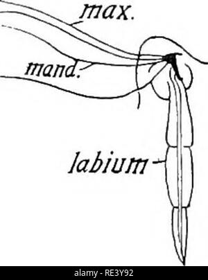 . Entomologie für medizinische Offiziere. Schädlinge und Insekten als Überträger von Krankheiten. 202 ENTOMOLOGIE FÜR MEDIZINISCHE Offiziere oder Gegratet in der Nähe des tipâare langen, spitzen Borsten, und es ist mit diesen, dass der Fehler in der Regel saugt. Die Kiefer sind längs entlang ihrer Gegensatz surfacesâthe Groove "doppelnamen" âso, dass, wenn Sie Apposed sind zwei Rohren geformt werden, von denen einer den Speichel läuft, während die gewünschte Saft ist entlang der anderen gesaugt gerillt. Der maxillae umarmen und unterstützen die Kiefer. Das labrum ist vorhanden, ist aber ziemlich kurz. Alle 3 thorakale Segmente unterscheiden, Stockfoto