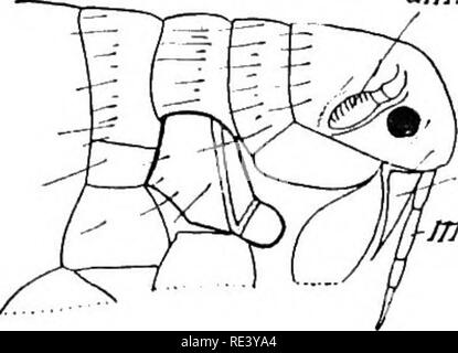 . Entomologie für medizinische Offiziere. Schädlinge und Insekten als Überträger von Krankheiten. 196 ENTOMOLOGIE FÜR VERTRAUENSÄRZTE mesosternum in der obersten Ecke des Letzteren. Die bekannteste Art ist Xenopsylla cheopis, Rothschild, der Gemeinsame Rat-Flohmarkt der Tropen. Ant: Eine!:". eye' - Max. F-Max. s.. Bitte beachten Sie, dass diese Bilder sind von der gescannten Seite Bilder, die digital für die Lesbarkeit verbessert haben mögen - Färbung und Aussehen dieser Abbildungen können nicht perfekt dem Original ähneln. extrahiert. Alcock, A. (Alfred), 1859-1933. London, Gurney & Amp; Jackson Stockfoto