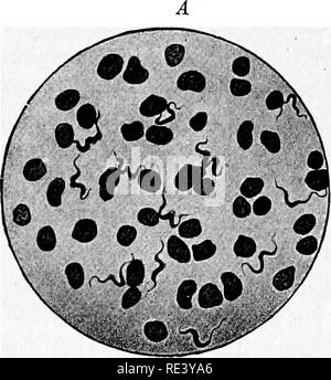 . Pathogene Mikroorganismen. Ein text-Buch der Mikrobiologie für Ärzte und Studenten der Medizin. (Auf Williams' Bakteriologie). Bakteriologie; pathogenen Bakterien. 4 o 6 SPEZIFISCHE MIKROORGANISMEN Diagnose durch mikroskopische Untersuchung des Blutes gemacht werden kann, wenn die Parasiten sind zahlreich. Zu anderen Zeiten ist es gut zu injizieren C.c von Blut in eine weiße Ratte zu lo. Die Unterscheidung von Tr Brucei von anderen Arten der Trypanosomen verursacht ähnliche Krankheiten ist nicht einfach und kann längere Studie erfordern. Immunität von empfänglichen Tieren wurde noch nicht erreicht, aber die Impfung mit attenuierten Kult Stockfoto