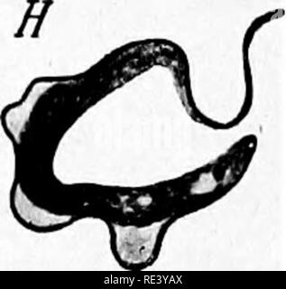 . Pathogene Mikroorganismen. Ein text-Buch der Mikrobiologie für Ärzte und Studenten der Medizin. (Auf Williams' Bakteriologie). Bakteriologie; pathogenen Bakterien. Abb. 161,- Die wichtigsten Trypanosomen parasitäre bei Wirbeltieren. A, Tr. Uwisi; B, Tr evansi (Indien); C, Tr evansi (Mauritius); D, Tr brucei; E, Tr.equiperdum; F, Tr.equinum; G, Tr.dimorphon; H, Tr Gambiense Art. Alle vergrößerte X 1500. {Aus Doflein nach Novy.) im Blut der Pferde leiden Nagana, die Tsetse Fliege - iiy dis - einfache Zululand. Reine Kulturen haben in der Con eingeholt - Densation Flüssigkeit der schrägen Blut Stockfoto