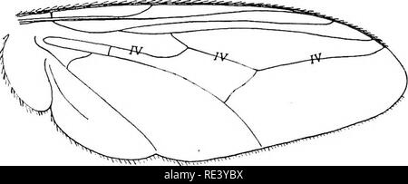 . Entomologie für medizinische Offiziere. Schädlinge und Insekten als Überträger von Krankheiten. 164 ENTOMOLOGIE FÜR VERTRAUENSÄRZTE der Flügel. Weitere, den vorderen Kreuz - vein ist mehr als gewöhnliche schräg.. Abb. 64.- Flügel der Glossina. Der Rüssel (Abb. 65), die chitinous und Projekte horizontal, besteht aus einem Bauchigen base die Verträge abrupt auf eine lange und sehr schlanke Welle. Wie in anderen Muscidce ist längs gerillten dorsal der Arista halten.. Bitte beachten Sie, dass diese Bilder aus gescannten Seite Bilder, die digital für die Lesbarkeit verbessert haben mögen - Färbung und Appe extrahiert werden Stockfoto