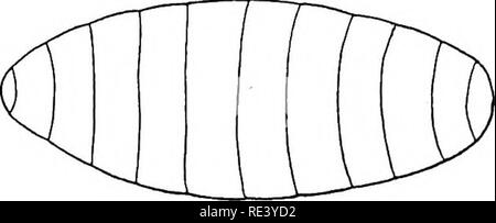 . Entomologie für medizinische Offiziere. Schädlinge und Insekten als Überträger von Krankheiten. 154 ENTOMOLOGIE FÜR VERTRAUENSÄRZTE Kurs und die Dauer der Entwicklung ist viel die gleiche wie die des Hauses - Fliegen.. RiG. 64.- "Puppe" von Blow-fliegen. Gattung Lucilia. Die Arten, die weit verbreitet sind, ähneln denen von Calliphora in Form und Gewohnheiten, aber sind von einer brillanten Metallic grün oder blau-grünen Farbe und haben viel weniger haarig Wangen. Die Eier und Larven viel ähneln denen von calliphora und sind in ähnlichen Plätzen deponiert, und im Laufe der Entwicklung ist das Gleiche. Gattung Pycnosoma (ttukvos = Stockfoto