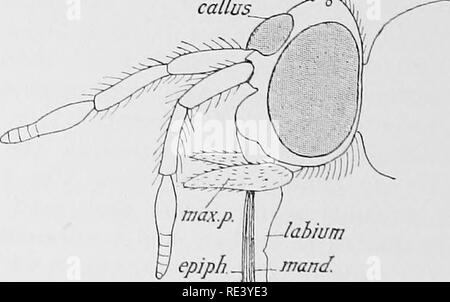 . Entomologie für medizinische Offiziere. Schädlinge und Insekten als Überträger von Krankheiten. Abb. 43.- Panjojiia.. Bitte beachten Sie, dass diese Bilder sind von der gescannten Seite Bilder, die digital für die Lesbarkeit verbessert haben mögen - Färbung und Aussehen dieser Abbildungen können nicht perfekt dem Original ähneln. extrahiert. Alcock, A. (Alfred), 1859-1933. London, Gurney & Amp; Jackson Stockfoto