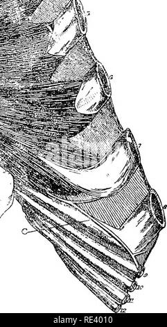 . Die Anatomie des Pferdes, eine Sektion. Pferde. - CSS^ "Ich"! - *. Abb. 7. Stock des Thorax. .-?'"* • 1^n^-'""""^"'^*''.< ? entsprechende Rippen. Nr. 9 bis 12, der Knorpel des corresiMndin.. Se ^ i i, Canniform Beförderung; b. Interne Thor.adc Arterie; 0. Asternal Arterie D TrianÂ° Slaiif Stammzellen.; B. Eine interne interkostalen Muskel; F. Felge von diaphrkgm; G. Easiform c4R" "ia 4". Bitte beachten Sie, dass diese Bilder aus gescannten Seite Bilder, die digital für die Lesbarkeit verbessert haben mögen - Färbung und Aussehen dieser Abbildung extrahiert werden Stockfoto