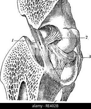 . Die Anatomie des Pferdes, eine Sektion. Pferde. Abb. 4. A. Femoko-tibial Bänder, Ansicht von hinten. 1. Externe seitliche Ligament; 2. Der interne, seitliche Ligament; 3. Innere Taschenklappen fibro - Knorpel; 4. Äußere Taschenklappen fibro - Knorpel, mit 5 und 6, die femorale und tibiale Anhänge fcoronary Bänder) der hinteren Extremitäten; 7. Hintere Kopfeinheit entscheidende iigaraent; 8. Anterior crucial Ligament; 0. Leiter der Fibel. B. antero-posterior vertikalen Abschnitt des Femobo - tibtal Artikulation der Crccial Ligament." zu zeigen;. 1. Der Posterioren crucial Ligament; 2. Anterior crucial Ligament; 3. E.^ cternal l Stockfoto