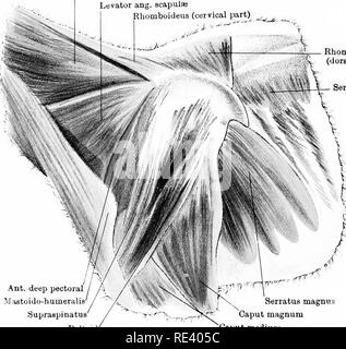 . Die Anatomie des Pferdes, eine Sektion. Pferde. "^Latissimna dorei - Mastoido - humeralie Deltamuskel Caput magnum Caput medium SpleniuB Levator ang. acapulas Rhomboideus (HWS) ^^ Rhomboideus (doraal Teil)^1 ICH y? Ich V-Serratus anticua. Deltamuskel' Serratus magnus Caput magnum Caput medium IffawiiiLTtkc; 5 rf^k - 3] jWiA rJciniidj. m. iimiwa. iainbm Schulter - OcTEB Aspekt. Bitte beachten Sie, dass diese Bilder aus gescannten Seite Bilder, die digital für die Lesbarkeit verbessert haben mögen - Färbung und Aussehen dieser Abbildungen können nicht perfekt die Origina ähneln extrahiert werden Stockfoto