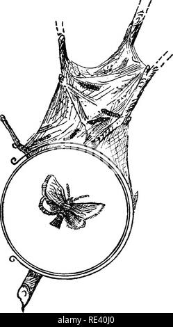 . Rationale Obst Kultur. Obst - Kultur. Rationale OBST KULTUR 59 Lakai Motte. - Apfel, Pflaume. Die Motte (ochreous und braun) legt seine Eier etwa im August in harten fossil-Bändern die Zweige rund. Die Raupen (haarig und schwarz, danach gestreift mit Orange und Blau) entstehen im April, und ein Netz um einige Blätter, auf denen Sie feed Spin, danach geht. Abb. 20.-Braun-Schwanz die Motten und Nest von Raupen. Bitte beachten Sie, dass diese Bilder aus gescannten Seite Bilder, die digital für die Lesbarkeit verbessert haben mögen - Färbung und Aussehen dieser Abbildungen können nicht Perfekt extrahiert werden Stockfoto