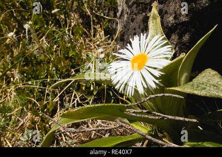 Berg daisy flower (Creeping verbascifolia), Fjordland National Park, South Island, Neuseeland Stockfoto