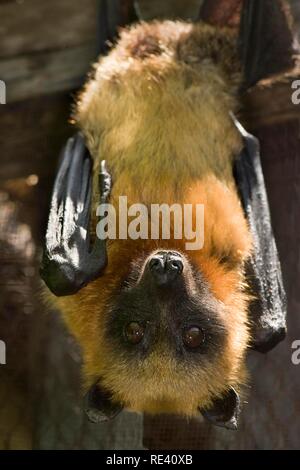 Madagassischen oder Madagaskar Flying-fox oder Madagaskar Obst bat (Pteropus rufus) hängen in einer Scheune, verletzlich, IUCN 2009 Stockfoto