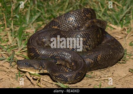 Madagaskar Tree Boa bzw. Boa manditra (Sanzinia madagascariensis), endemisch, Madagaskar, Afrika Stockfoto