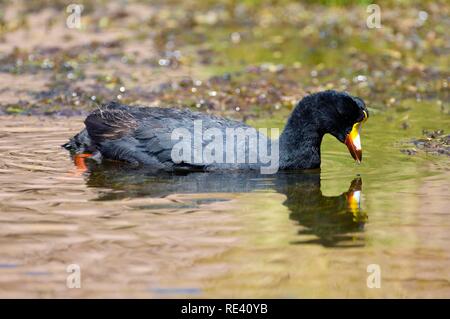 Riesige Blässhuhn (Fulica gigantea), Atacama-wüste, Antofagasta Region, Chile, Südamerika Stockfoto