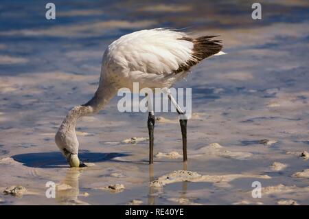 Junge Puna oder James's Flamingo (Phoenicoparrus jamesi), Laguna Hedionda, Potosi, Bolivien, Südamerika Stockfoto