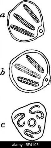 . Handbuch der medizinischen Entomologie. Schädlinge und Insekten als Überträger von Krankheiten; Medizinische Parasitologie. Muscoidea 3, T-S. / 1 * J k. Bitte beachten Sie, dass diese Bilder sind von der gescannten Seite Bilder, die digital für die Lesbarkeit verbessert haben mögen - Färbung und Aussehen dieser Abbildungen können nicht perfekt dem Original ähneln. extrahiert. Riley, William A. (William Albert), b. 1876; Johanssen, Oskar Augustus, 1870 -. Ithaca, N.Y., die Comstock Verlag Stockfoto