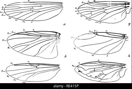 . Handbuch der medizinischen Entomologie. Schädlinge und Insekten als Überträger von Krankheiten; Medizinische Parasitologie. 290 Hominoxious Arthropoden. Bitte beachten Sie, dass diese Bilder sind von der gescannten Seite Bilder, die digital für die Lesbarkeit verbessert haben mögen - Färbung und Aussehen dieser Abbildungen können nicht perfekt dem Original ähneln. extrahiert. Riley, William A. (William Albert), b. 1876; Johanssen, Oskar Augustus, 1870 -. Ithaca, N.Y., die Comstock Verlag Stockfoto