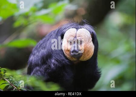 White-faced Saki auch bekannt als der guyanischen Saki oder Golden-faced Saki (Pithecia Pithecia) Stockfoto