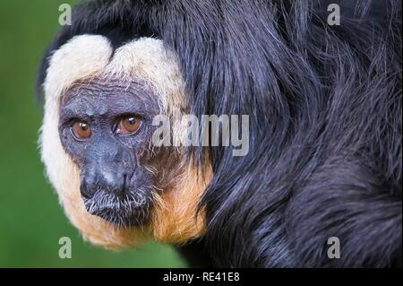 White-faced Saki auch bekannt als der guyanischen Saki oder Golden-faced Saki (Pithecia Pithecia) Stockfoto