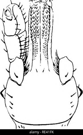 . Handbuch der medizinischen Entomologie. Schädlinge und Insekten als Überträger von Krankheiten; Medizinische Parasitologie. 141. Hyalomma aegypticum. Mittelfußkopf der weiblichen; (a), (b) dorsal ventral Aspekt.. Bitte beachten Sie, dass diese Bilder sind von der gescannten Seite Bilder, die digital für die Lesbarkeit verbessert haben mögen - Färbung und Aussehen dieser Abbildungen können nicht perfekt dem Original ähneln. extrahiert. Riley, William A. (William Albert), b. 1876; Johanssen, Oskar Augustus, 1870 -. Ithaca, N.Y., die Comstock Verlag Stockfoto