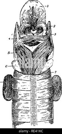 . Die Anatomie des Pferdes, eine Sektion. Pferde. 230 DIE ANATOMIE DES PFERDES. Aktion. - Der Muskel wirkt auf den crico - arytenoid Gemeinsame in einer Weise antagonistisch zu den vorangegangenen Muskel, die Angleichung der Stimmbänder und Verengung der Glottis durch Schwingen die arytenoid Cartilage nach innen. Die Arttbnoideus Muskel (Abb. 28). Dies kann angesehen werden entweder als einzelne Muskeln, oder als Doppel Muskel, deren Rechts und Links Fasern bei einem mittleren Raphe. treffen. Die Fasern sind auf jeder Seite in die POS-terior Oberfläche des arytenoid Knorpel und überlegen es ist durch die höheren Fasern der Th verbunden Stockfoto