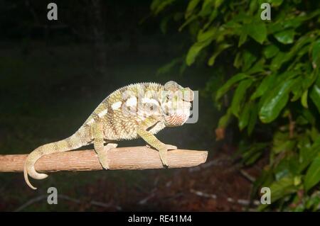 Pantherchamäleon (Furcifer Pardalis), Madagaskar, Afrika Stockfoto