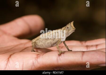 Braun blatt Chameleon (Brookesia superciliaris), Madagaskar, Madagaskar, Afrika Stockfoto