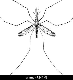 . Handbuch der medizinischen Entomologie. Schädlinge und Insekten als Überträger von Krankheiten; Medizinische Parasitologie. Moskitos und Gelbfieber 199 mit einem crape, oder jeder Anschein von Trauer wurde gemieden 1ke eine Viper. Und viele sich hoch auf den Skill und die Adresse, unter denen Sie die windward jeder Person, die Sie trafen. In der Tat ist es nicht wahrscheinlich, dass London, bei der letzten Phase der Pest, stärkere Marken von Terror ausgestellt als wurden in Phila gesehen zu werden. 132. Anopheles karauschen. Weibliche (x4). Nachdem Howard. Bavaria aus dem 24. oder 2 Sth August imtil ziemlich spät im Septem-ber." Suc Stockfoto