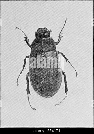 . Handbuch der medizinischen Entomologie. Schädlinge und Insekten als Überträger von Krankheiten; Medizinische Parasitologie. 123. Eine Echinorhynchid, zeigt die spinose zurückziehbarer Rüssel.. 124. Juni Käfer (Lachnosterna).. Bitte beachten Sie, dass diese Bilder sind von der gescannten Seite Bilder, die digital für die Lesbarkeit verbessert haben mögen - Färbung und Aussehen dieser Abbildungen können nicht perfekt dem Original ähneln. extrahiert. Riley, William A. (William Albert), b. 1876; Johanssen, Oskar Augustus, 1870 -. Ithaca, N.Y., die Comstock Verlag Stockfoto