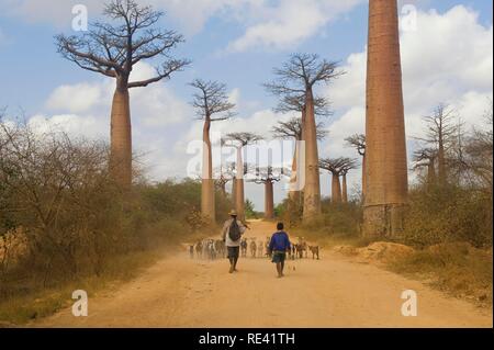 Allee der Baobabs (Adansonia grandidieri), Morondava, Madagaskar, Afrika Stockfoto