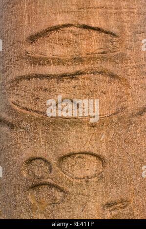 Affenbrotbäume (Adansonia grandidieri), Rinde, Morondava, Madagaskar, Afrika Stockfoto