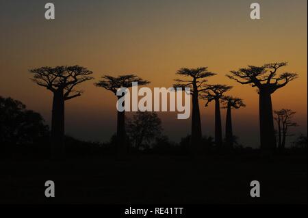 Affenbrotbäume (Adansonia grandidieri) bei Sonnenuntergang, Morondava, Madagaskar, Afrika Stockfoto