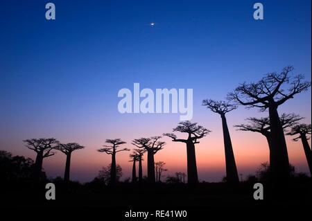 Affenbrotbäume (Adansonia grandidieri) bei Sonnenuntergang, Morondava, Madagaskar, Afrika Stockfoto