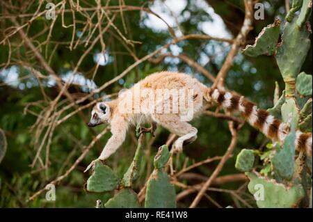 Ring-tailed Lemur (Lemur catta) auf Kakteen, in der Nähe von bedroht, berenty Naturschutzgebiet, Madagaskar, Afrika Stockfoto