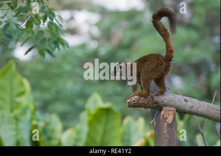 Mit weißer Fassade, braune Lemuren auch als White-headed Lemur oder mit weißer Fassade, Lemur (Eulemur Albifrons), Weibliche, Madagaskar bekannt Stockfoto