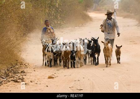 Landwirt herding Ziegen mit einem Kind in der Nähe von Morondava, Madagaskar, Afrika Stockfoto