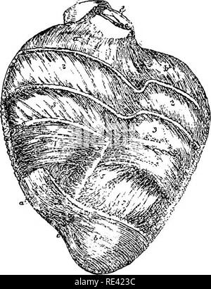 . Die Anatomie des Pferdes, eine Sektion. Pferde. DISSECTION OP den Rücken- und Brustbereich. 131 ausgesetzt, die leicht geneigt, aber in die entgegengesetzte Richtung auf die oberflächlichen Fasern, und die Schräge Dieser erhöht, bis die innere Oberfläche der Wand erreicht ist, wo die Fasern eine gewisse Schräglage gleich den meisten externen Fasern haben. So sehr der Student wird wahrscheinlich in der Lage sein, ohne große Schwierigkeiten zu machen, aber nach Pettigrew. Abb. 12. Ansicht eines Pahtial Dissektion der Fasern der linken Wand der Ventrikel' in ein Schaf, das Herz, die den verschiedenen Dagr zu zeigen Stockfoto