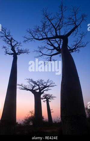 Affenbrotbäume (Adansonia grandidieri) bei Sonnenuntergang, Morondava, Madagaskar, Afrika Stockfoto