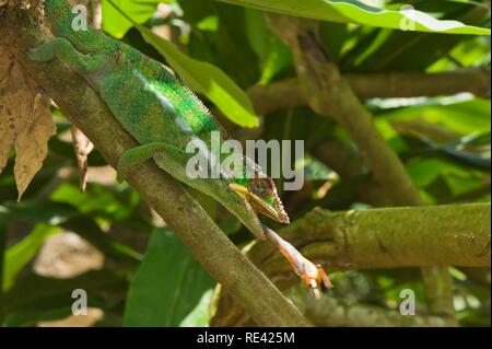 Panther chameleon (Furcifer pardalis) Fang ein Insekt, Madagaskar, Afrika Stockfoto