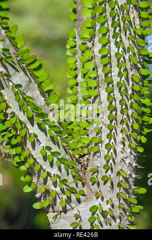 Octopus Baum (Didiera madagascariensis), Stacheligen Wald, Berenty, Madagaskar, Afrika Stockfoto