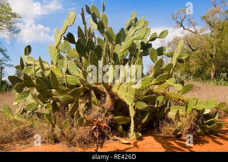 Kaktus, Berenty finden, Madagaskar, Afrika Stockfoto