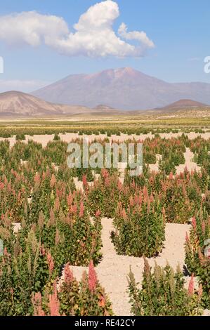 Quinoa Feld (schisandra Quinoa), Potosi, Bolivien, Südamerika Stockfoto