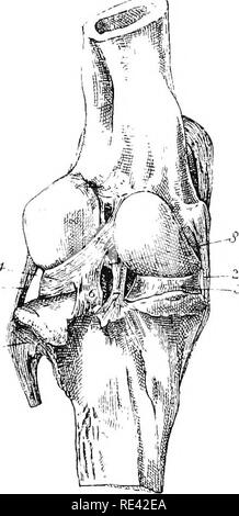 . Die Anatomie des Pferdes, eine Sektion. Pferde. 83 DISSEKTION OP DER HINTEREN EXTREMITÄT. Über die äußeren Kante. Die KBMORO-TIBIAL ARTIKULATION (Abb. 4). Bewegungen. - Dies ist ein ginglymus oder Scharniergelenk, Ni, die Bewegungen werden hauptsächlich.//.^ "o,. und der Erweiterung. In extennon die Knochen der Beine sind nach vorne getragen, aber nicht in einer geraden Linie gebracht werden. Bitte beachten Sie, dass diese Bilder sind von der gescannten Seite Bilder, die digital für die Lesbarkeit verbessert haben mögen - Färbung und Aussehen dieser Abbildungen können nicht perfekt dem Original ähneln. extrahiert. McFadye Stockfoto