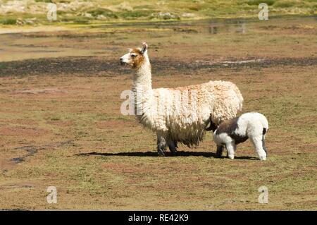 Llama (Lama glama) mit Jungen, Atacama-wüste, Antofagasta Region, Chile, Südamerika Stockfoto