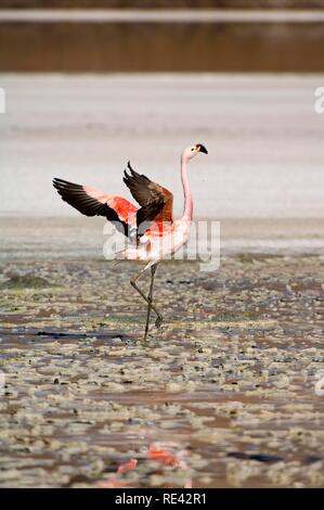 Anden Flamingo (Phoenicopterus andinus), Laguna Hedionda, Potosi, Bolivien, Südamerika Stockfoto
