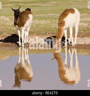 Lamas (Lama glama) im Wasser spiegelt, San Juan, Potosi, Bolivien, Südamerika Stockfoto