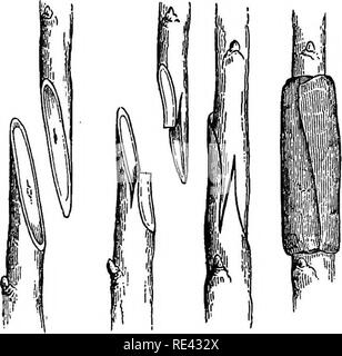 . Die Gärten, Geflügel, und Bienen; umarmen. Gartenarbeit ; Geflügel ; Bienen. 40 DIE FAEM. Die FRUCHT - Garten - DIE FRÜCHTE zu CU 1. TIVATE. In "Die Kitchbn-Garpen" wir die Früchte, die Sie beschrieben haben, und ihre Kultur. Wir werden hier unsere Aufmerksamkeit darauf beschränken, die Fruit-Garden ordnungsgemäßen, und die entsprechenden Früchte, die Äpfel sind, Ängste, Pfirsiche, Flnms, Kirschen, Aprikosen, Nektarinen. Bevor die Sorten und der Kultur der jeweiligen Früchte zu beschreiben, werden wir sprechen' prägnant der verschiedenen Methoden der pro-pagation, Pflanzung, und die Beschneidung. Wie ZU ÜBERTRAGEN Stockfoto
