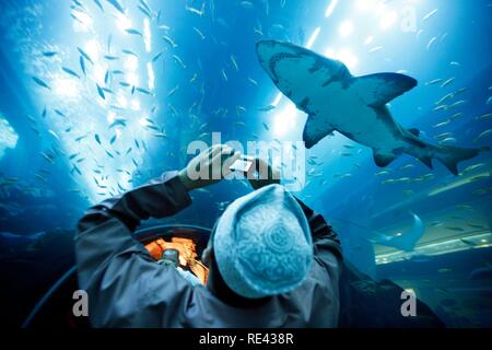 Besucher die Bilder in das Dubai Aquarium und der Unterwasser Zoo an der Dubai Mall, Dubai, Vereinigte Arabische Emirate, Naher Osten Stockfoto