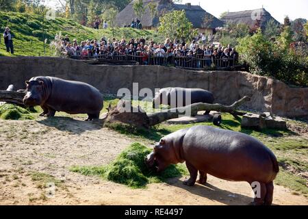 Nilpferde (Hippopotamus amphibius) im Freigehege der ZOOM Erlebniswelt Freizeitpark, Afrika Stockfoto